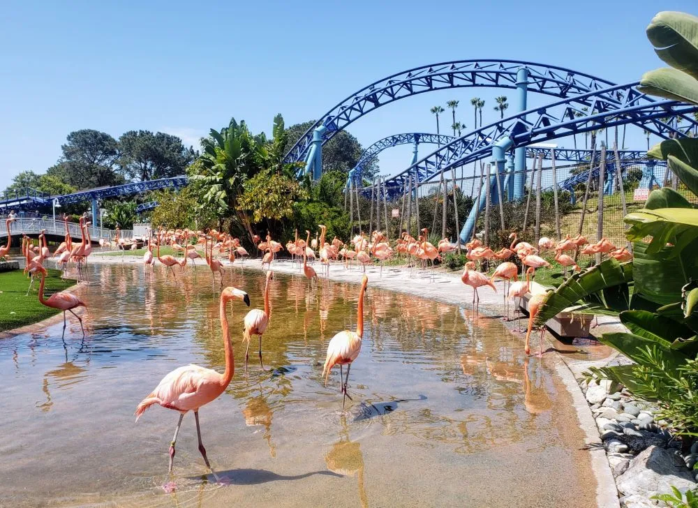 San Diego Family Attractions: Kid’s Places to Visit in San Diego